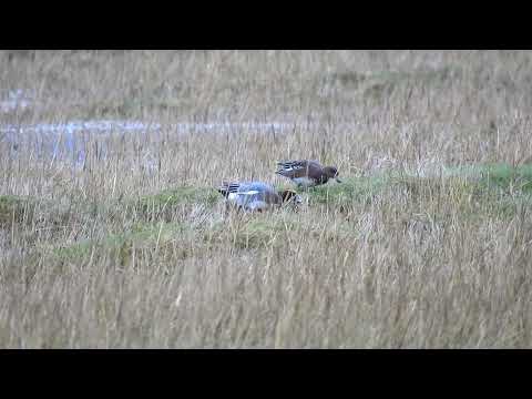 Birds of the Duddon Estuary, 20/12/21