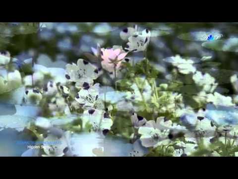 ♡ STAMATIS SPANOUDAKIS - Hidden Signs(relaxing, soothing music)