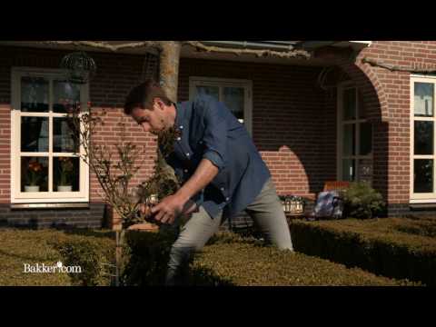 Trädgårdstips: Så här beskär du rosor