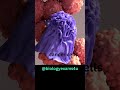 Macrophage eating Cancer Cell 3D Animation | Phagocytosis | Immunology @biologyexams4u - biologyexams4u Macrophage eating Cancer Cell 3D Animation | Phagocytosis | Immunology @biologyexams4u