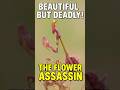 This Flower Is A Killer Orchid Mantis Facts Animalshorts