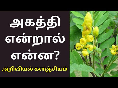 அகத்தி மரம் & கீரை என்றால் என்ன? | Vegetable hummingbird in tamil | அறிவியல் களஞ்சியம்