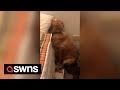 Hilarious moment dog refuses to look at owner after being scolded for destroying a pillow | SWNS