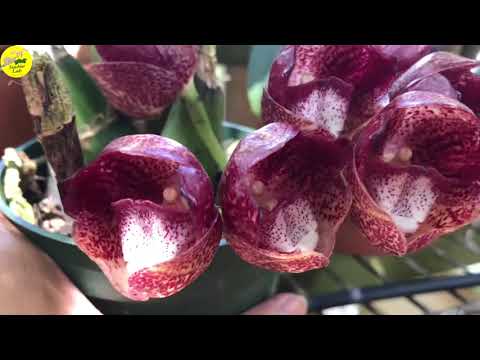 Update: Peristeria pendula blooms