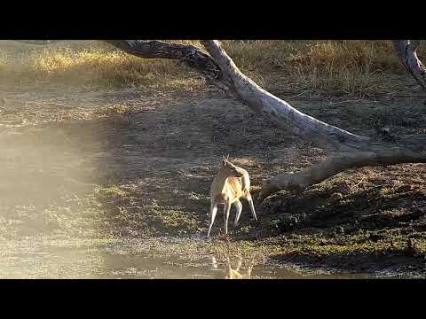 Djuma: Duiker getting a drink - 07:39 - 08/01/21