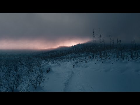 Windy Winter Storm in a Pine Forest | Howling Snowstorm Ambience Snow Blizzard White Noise | 12 Hrs