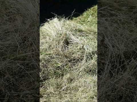 Heu zum Mulchen der Beete #bio #natur #nature #garten #nodig