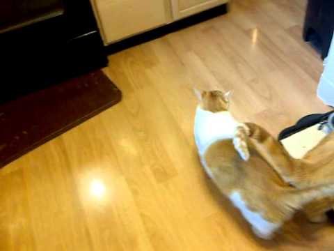 Cosmo the Cat hates it when I whistle!