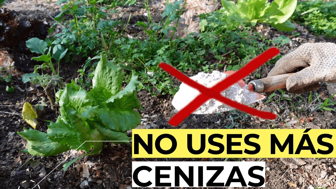 NO USES MÁS CENIZAS En Tus PLANTAS Sin SABER ESTO 🔥 USOS de la CENIZA para HUERTO Y JARDÍN