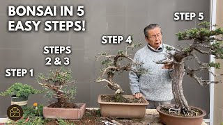 How to Create a Juniper Bonsai in 5 Simple Steps | Easy Guide for Beginners