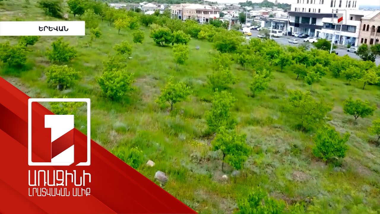55 հա կանաչապատ տարածք է ավելացել մայրաքաղաքում. շրջայց Երևանի նոր տնկված ուրբան անտառներում