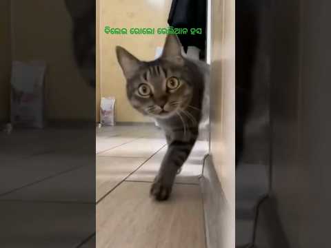 BILEI ROLO VELLIAN HASA😄😄😄 #funny viral video