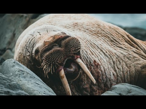Звук моржа