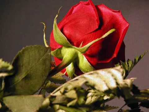 download lagu mp3 mp4 Avare Sevdam, download lagu Avare Sevdam gratis, unduh video klip Download Avare Sevdam Mp3 dan Mp4 Music Gratis