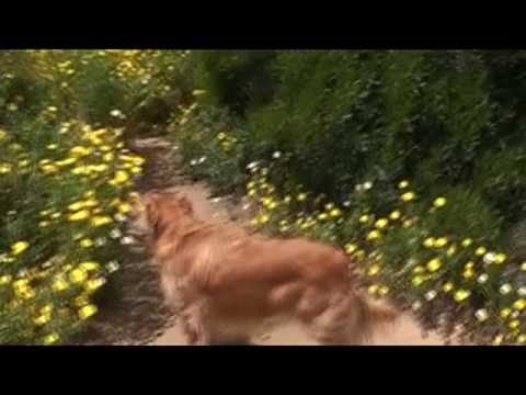 Makai & Mara flowers