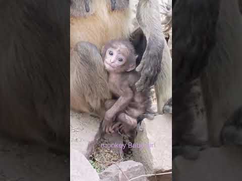 Longur Monkey #Baby, Monkey #Video, #Hanuman #Shorts Jai Shree Ram #monkeybabygir #subscribe 🙏👈l