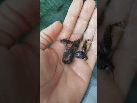 Piscicultura Bianco, Paicandu PR