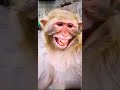 Hi Hi Hi Hi Ki Lai Bhabhi Monkeymagahicomedy8619