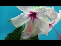 Mukh Ton Mittha Bol Tu Harjit Harman Whatsapp Status