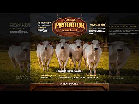 LEILÃO DO PRODUTOR ( Coração de Jesus - MG )