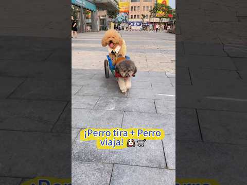 ¡Mis dos perritos uno tira del carro y el otro va de paseo! 🐶🛒