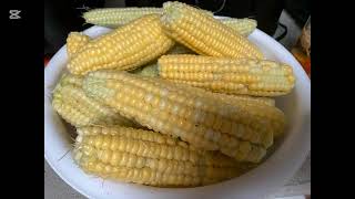 Harvesting Corn destroyed by the hail