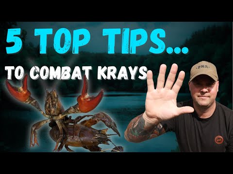 HOW TO STOP CRAYFISH AND CATCH MORE CARP