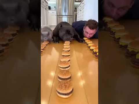 No Chewing, Still Wins 😂🐶 Dog vs Cat Food Challenge 17 #challange #foodchallenge #food