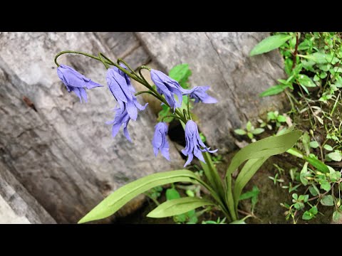 ABC TV | How To Make Bluebells Paper Flower #1 - Craft Tutorial