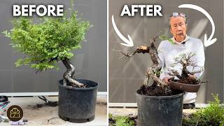 Bonsai Technique: How to Air Layer One Bonsai Tree into Two Trees (Chinese Cork Elm)