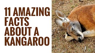 Interesting Kangaroo Facts | 11 Facts About Kangaroos