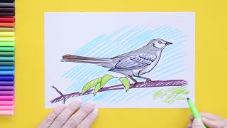 How to draw Mockingbird - State Bird of Arkansas