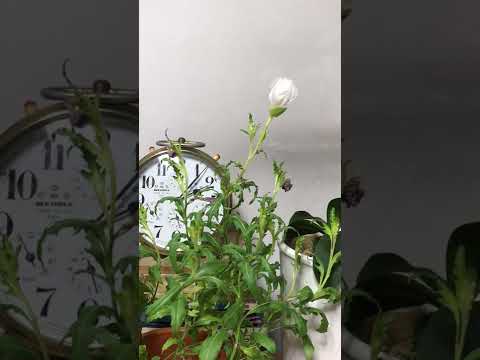 園芸 ピンクの月見草、ピンクの月見草、ピンクの月見草