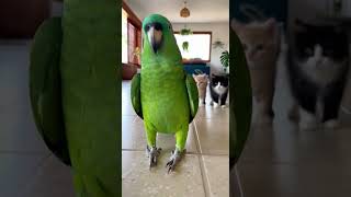 os gatinhos trataram o bino como professor 😂🐱🦜