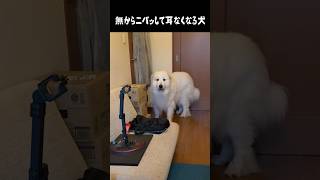 表情と耳が素晴らしすぎる愛犬 #グレートピレニーズ #大型犬 #愛犬 #かわいい犬 #greatpyrenees