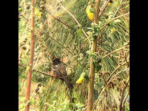 Live Webcam View - Bird water trough in Tecpán Guatemala, Chimaltenango