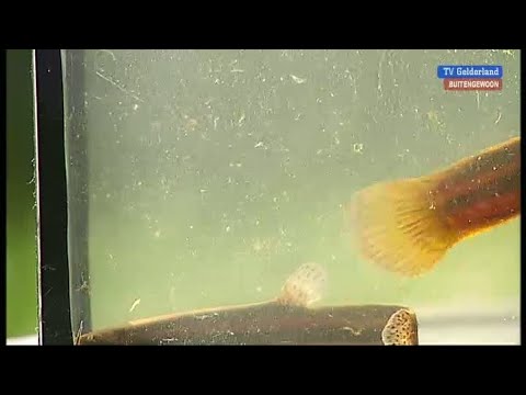 BuitenGewoon 11 december 2012