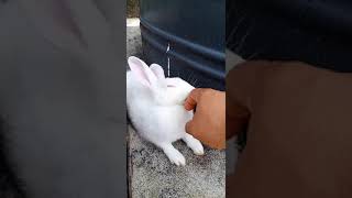 Cute #rabbit licking my Finger