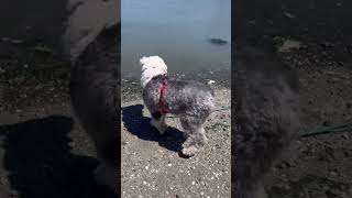 Dog conquers fear of water with social support