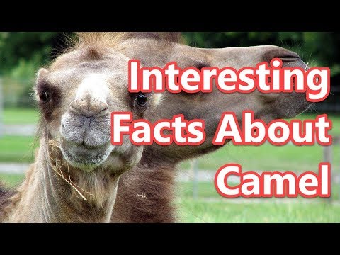 Top 10 Interesting Facts About Camel