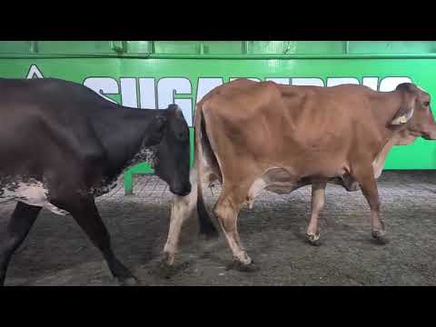 Lote Nro. 122