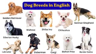 Talk About Cute Dogs Like a Native! 🐶 English Dog Vocabulary