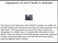 Visit The Aquarium Of The Pacific Virtually