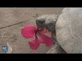 100 Year Old Turtle Tells You The Secret Of Longevity