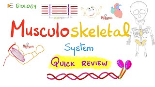 Review of Musculoskeletal System (Bones & Muscles) - Biology Lectures Series