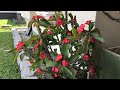 How to grow Crown Of Thorn bigger and get more branches faster | Euphorbia milii
