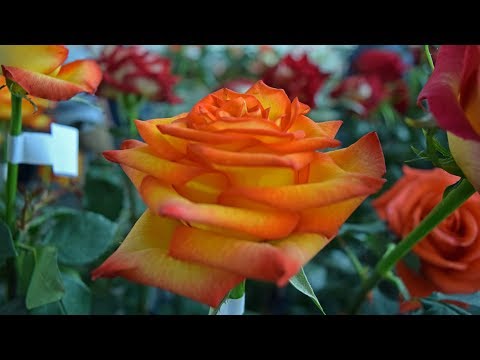 Madeira – Festa da Flor: Pavilhão da Flor