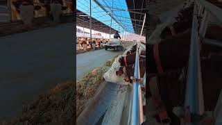 Invento casero para alimentar ganado con moto 🏍️🐄