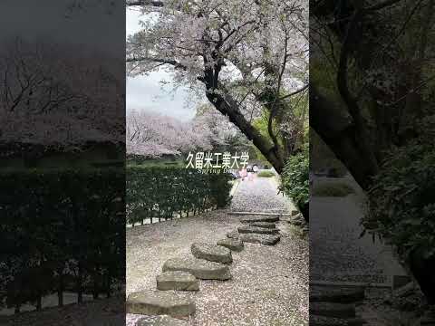 #shorts #久留米工業大学 #久留米市 #桜 #花見