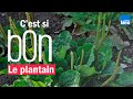 Le plantain, une plante médicinale à connaître et facile à trouver - C'est si bon